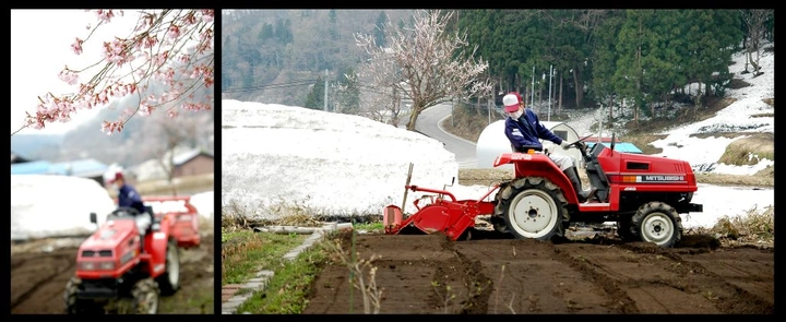 Cherry Blossoms on the Farm