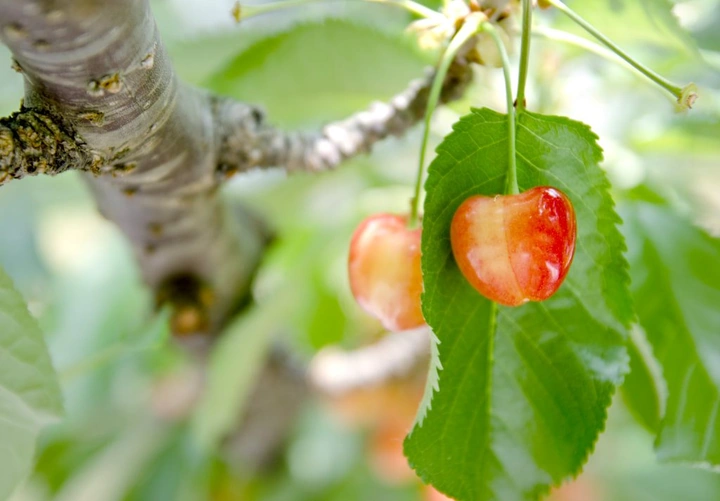 Fruit Season In Full Swing